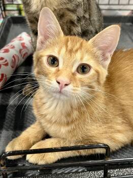 Endora MCB -  Domestic Short Hair Cat for Adoption in Schertz, Texas - Endora MCB | PetCurious