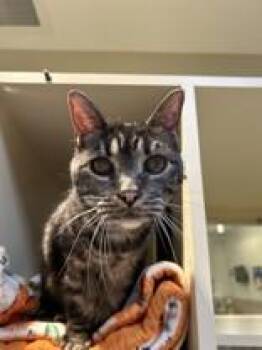 Rescue Domestic Short Hair Cats for Adoption in Hamilton, Montana - Asha | PetCurious