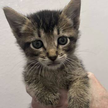 Rescue Domestic Short Hair Cats for Adoption in Spring Hill, Kansas - Ulrich | PetCurious