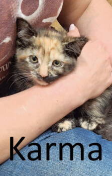 Rescue Tortoiseshell and Domestic Short Hair Cats for Adoption in Mountain View, Arkansas - Karma | PetCurious