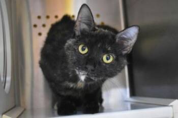 Turtle -  Domestic Short Hair Cat for Adoption in Kansas City, Missouri - Turtle | PetCurious