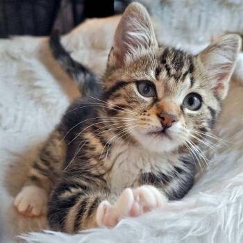 Rescue Domestic Short Hair Cats for Adoption in Fairfax, Virginia - Bailey | PetCurious