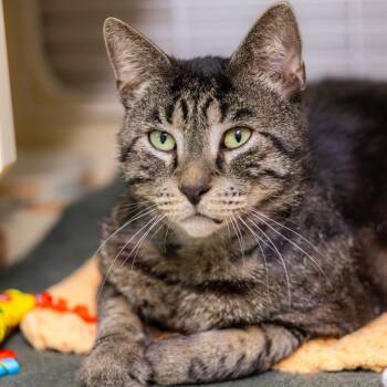Domestic Short Hair Cats Available for Adoption in Wilmington, Delaware - River | PetCurious