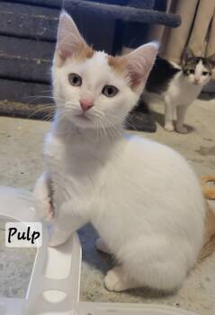 Rescue Domestic Short Hair Cats for Adoption in Greenwood, Indiana - Pulp | PetCurious