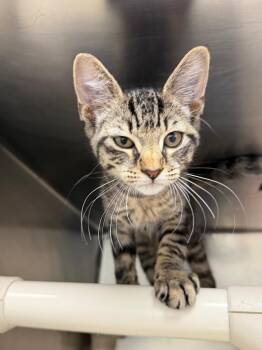 Echo -  Domestic Short Hair Cat for Adoption in Pomona, New York - Echo | PetCurious