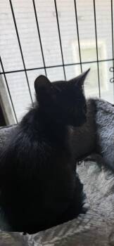 Ross -  Domestic Medium Hair Cat for Adoption in Emporia, Kansas - Ross | PetCurious
