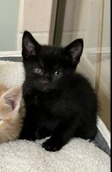 Fish -  Domestic Short Hair Cat Available for Adoption in Reynoldsburg, Ohio - Fish | PetCurious