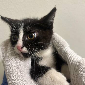 Dean -  Domestic Short Hair Cat for Adoption in Charlottesville, Virginia - Dean | PetCurious