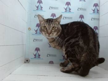 Rescue Domestic Short Hair Cats for Adoption in Orlando, Florida - ONYX | PetCurious