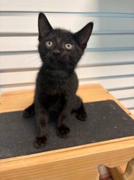 Domestic Short Hair Cats Available for Adoption in Cape Coral, Florida - Boogie | PetCurious