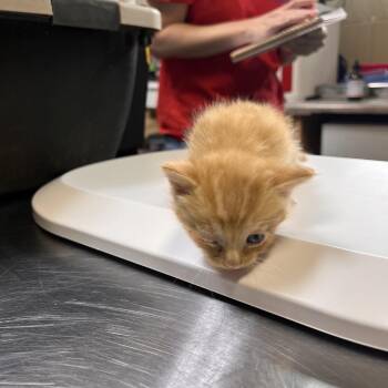 Canary -  Domestic Short Hair Cat for Adoption in Columbus, North Carolina - Canary | PetCurious