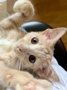 Biscuit -  Domestic Short Hair Cat for Adoption in Waller, Texas - Biscuit | PetCurious