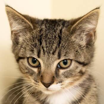 Sally -  Domestic Short Hair Cat for Adoption in Victor, New York - Sally | PetCurious