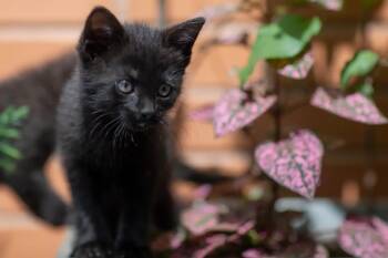 Cosmo -  Domestic Short Hair and Bombay Cat Available for Adoption in New York, New York - Cosmo | PetCurious