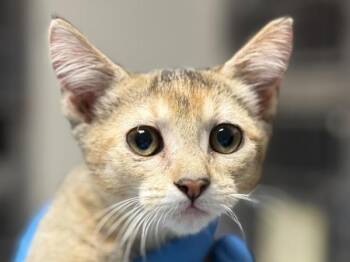 Parrot -  Domestic Short Hair Cat for Adoption in Portland, Oregon - Parrot | PetCurious