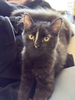 Louise-Must be adopted with Jasper -  Domestic Short Hair Cat for Adoption in Toronto, Ontario - Louise-Must Be Adopted With Jasper | PetCurious