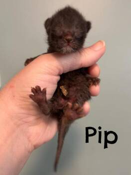 Domestic Short Hair Cats Available for Adoption in Rutherfordton, North Carolina - Pip | PetCurious