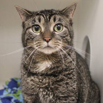 Max -  Domestic Short Hair Cat for Adoption in Champaign, Illinois - Max | PetCurious