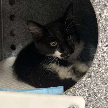 Virgil -  Domestic Short Hair Cat for Adoption in Salt Lake City, Utah - Virgil | PetCurious