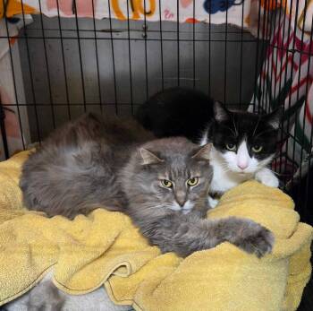 Rescue Domestic Medium Hair Cats for Adoption in Tipp City, Ohio - Grayson Coop | PetCurious