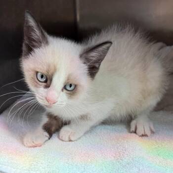Polly -  Domestic Short Hair Cat for Adoption in Council Bluffs, Iowa - Polly | PetCurious