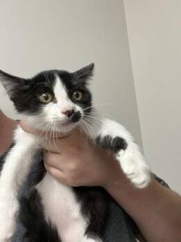 Lute -  Domestic Short Hair Cat for Adoption in Sacramento, California - Lute | PetCurious