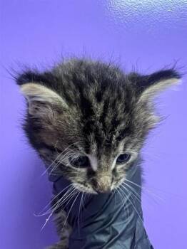 61411668 -  Domestic Short Hair Cat for Adoption in El Paso, Texas - 61411668 | PetCurious