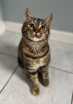 Rescue Domestic Short Hair Cats for Adoption in Seattle, Washington - Linx | PetCurious
