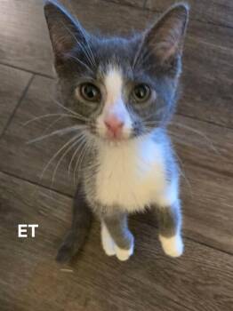 ET -  Domestic Short Hair Cat for Adoption in Chicopee, Massachusetts - ET | PetCurious