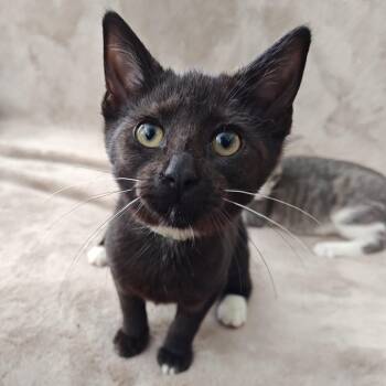 Yuzu (green) -  Domestic Short Hair Cat for Adoption in Greensboro, North Carolina - Yuzu (green) | PetCurious