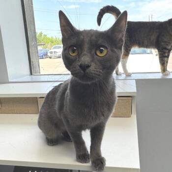Bluebell -  Domestic Short Hair Cat for Adoption in Zimmerman, Minnesota - Bluebell | PetCurious