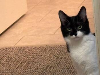 Domestic Short Hair Cats Available for Adoption - CJ | PetCurious