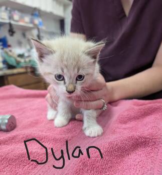 Dylan -  Domestic Short Hair Cat for Adoption in Cottonwood, Minnesota - Dylan | PetCurious