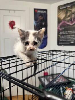 Titania -  Domestic Short Hair Cat for Adoption in Augusta, Georgia - Titania | PetCurious