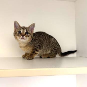 Domestic Short Hair Cats Available for Adoption in League City, Texas - Marker | PetCurious