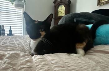 Mittens -  Domestic Short Hair Cat for Adoption in Darien, Georgia - Mittens | PetCurious