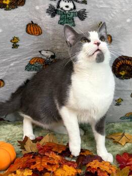 261506  Remi -  Domestic Short Hair Cat for Adoption in Wetumpka, Alabama - 261506  Remi | PetCurious