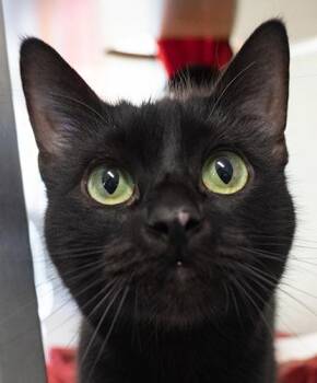 Rescue Domestic Short Hair Cats for Adoption in Encinitas, California - Beefcake Bandit | PetCurious