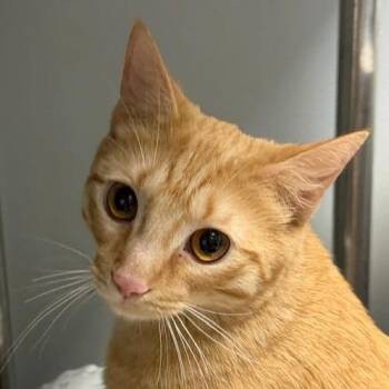 Domestic Short Hair Cats Available for Adoption in Las Vegas, Nevada - Mango | PetCurious