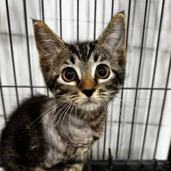 Eleanor -  Domestic Short Hair Cat for Adoption in Bradenton, Florida - Eleanor | PetCurious