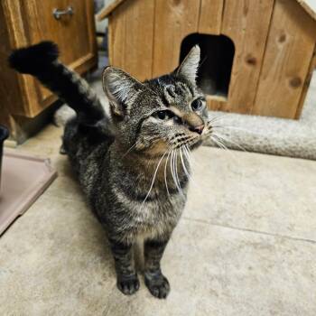 Nick -  Domestic Short Hair and Tabby Cat for Adoption in Searcy, Arkansas - Nick | PetCurious