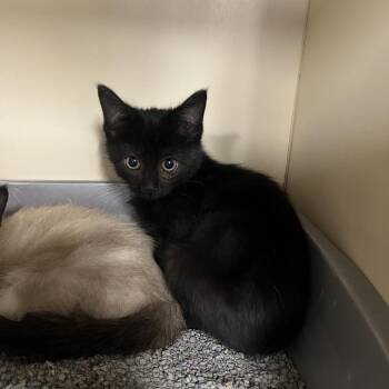 Carmel apple -  Domestic Short Hair Cat for Adoption in Oak Brook, Illinois - Carmel Apple | PetCurious