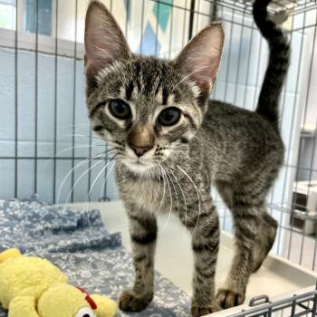 Nascar -  Domestic Short Hair Cat for Adoption in Carencro, Louisiana - Nascar | PetCurious