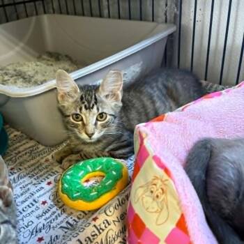 Dandy -  Domestic Medium Hair Cat for Adoption in Stephenville, Texas - Dandy | PetCurious