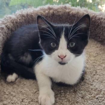 Preacher -  Domestic Short Hair Cat for Adoption in Mazon, Illinois - Preacher | PetCurious