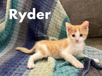 Rescue Tabby Cats for Adoption in Cleveland, Ohio - Ryder | PetCurious
