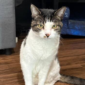 Domestic Short Hair Cats Available for Adoption - Salvatore | PetCurious