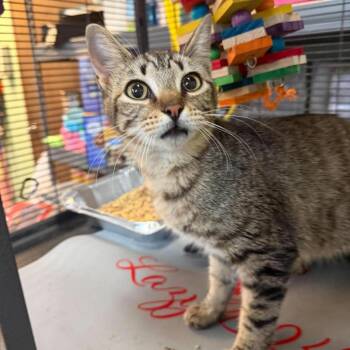 Flopsy -  Domestic Short Hair Cat for Adoption in Madill, Oklahoma - Flopsy | PetCurious