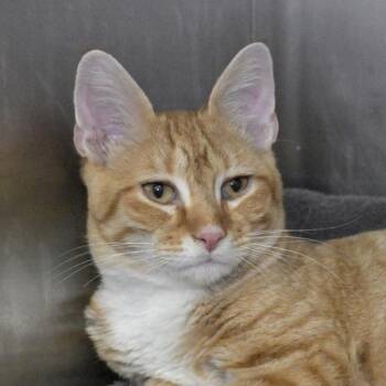 Elton John -  Domestic Short Hair Cat for Adoption in Austin, Texas - Elton John | PetCurious