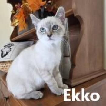 Rescue Siamese Cats for Adoption in Olympia, Washington - Ekko | PetCurious